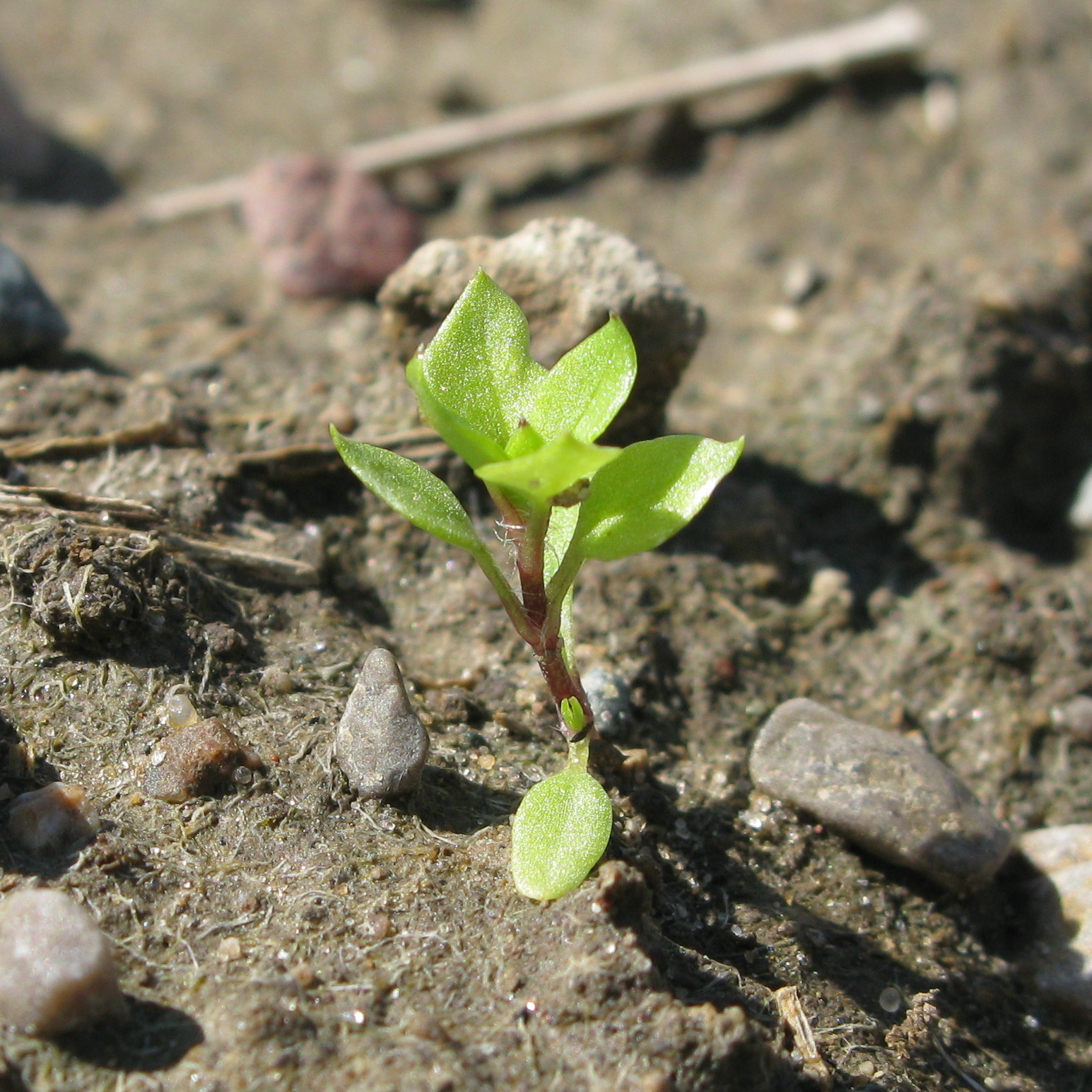 Common chickweed seedling with cotyledons that are ovate with a hairy stalk as long as the blade.  
